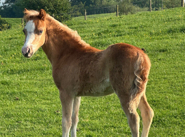 Registered Welsh section A filly- AVAILABLE AT WEANING