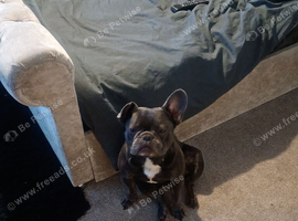 3 year old french bulldog