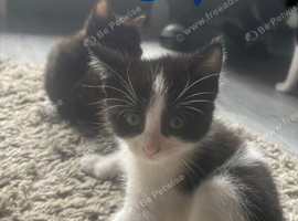 Kitten for sale