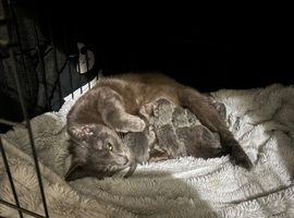 British Shorthair X