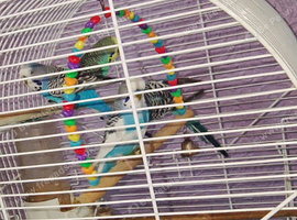 Beautiful male bugies