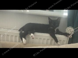 Loving home for female kitten