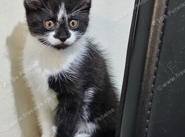 2 beautiful Maine Coon mix female kittens