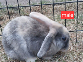 Mini Lop  available now