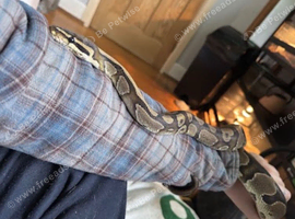 Loved ball python in need of new home