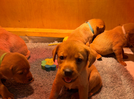 FOXRED / GOLDEN LABRADOR PUPPIES