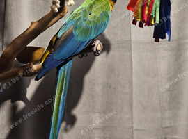Harlequin Macaws