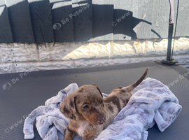 Miniature dachshund cross puppies