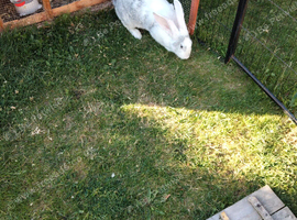 Continental giant rabbit 15 months old female
