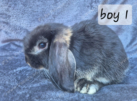 Stunning bunnies ready this weekend