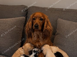 3 beautiful little boys available