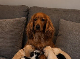 Beautiful little Cocker spaniel  pups