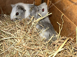 2 male guinea pigs