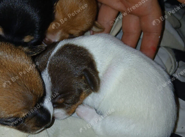 Jack russell puppies