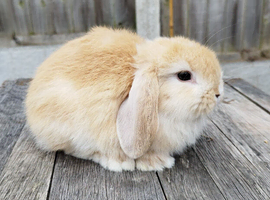 Mini Lop bunnies Pure Breed( Updated 05/07/2026)