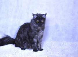 We have a stunning litter of 7 Maine Coon kittens available to reserve &ndash; 4 girls & 3 boys, currently 4 weeks old.