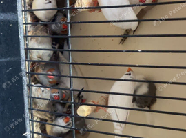 20+ zebra Finches
