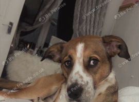 Border collie cross