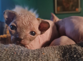 Sphynx kittens for sale