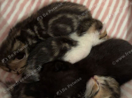 Beautiful kittens
