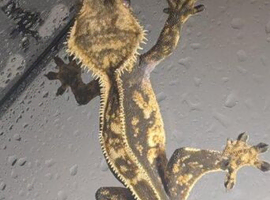 5 month old crested gecko