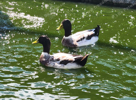 Welsh Harlequin Drakes