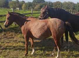 Little mare by Rotherwood sire. 11.2