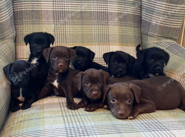 Quality Patterdale Terrier Puppies