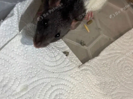 Male rats