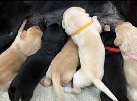 Outstanding Labrador Retriever Puppies &ndash; 3 Boys & 3 Girls