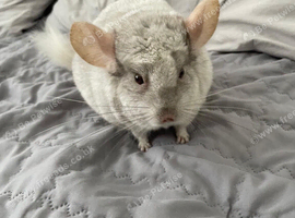 Male chinchilla