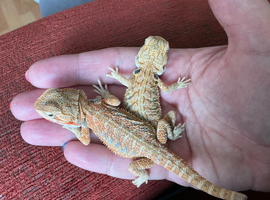 Two beautiful bearded dragon babies