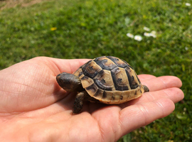 Baby Spur Thigh Tortoise