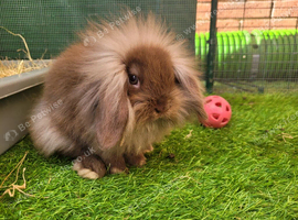 Adorable Mini Lion Lops - READY NOW