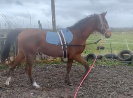 Holstein x kwpn gelding