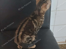 stunning black n gold marbled boy Ready now