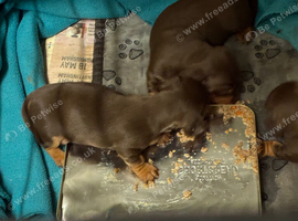 Miniature dachshund