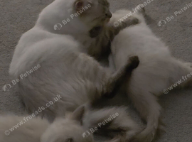 14 Week old Bluepoint Ragdolls