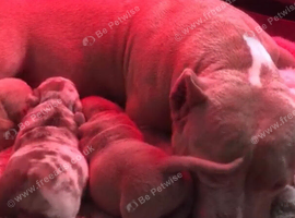 Pocket Bully Puppies