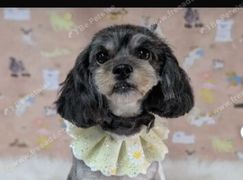 Lhasapoo puppies