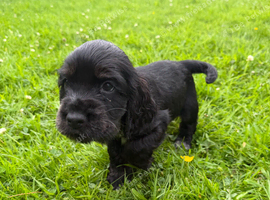 Show Type Cocker Spaniels for sale