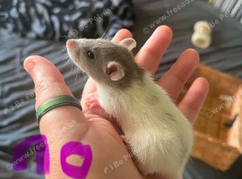 Fancy rat girls ready August 20th