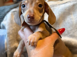 Gorgeous Smooth-Haired Miniature Dachshund Puppies