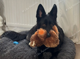 Beautiful 8mth old black gsd for sale