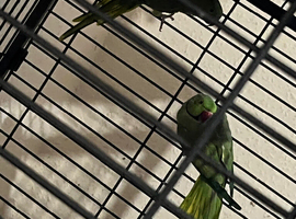 breeding pair Indian ringneck