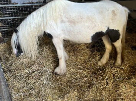 Ideal kids first pony