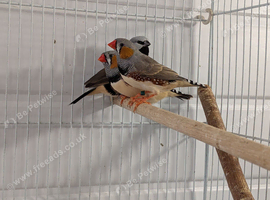 2026 zebra finch