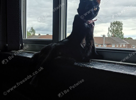 Female cat one year old need home