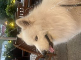 1 year old male Samoyed