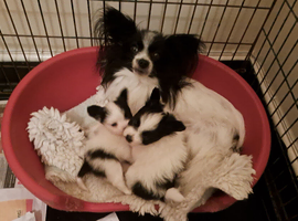 Beautiful papillon puppies